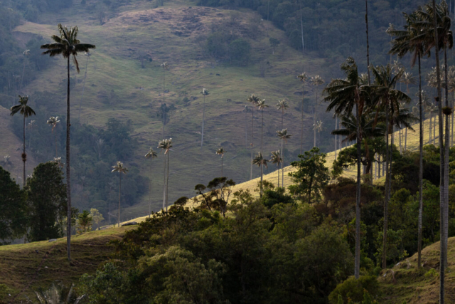 Valle del Cocora. Colombia